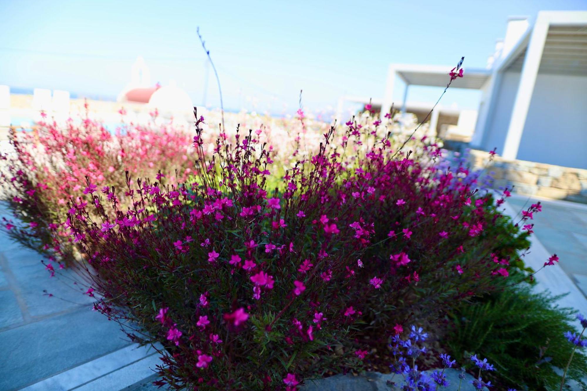 Margie Mykonos Hotel Mykonos Town Zewnętrze zdjęcie